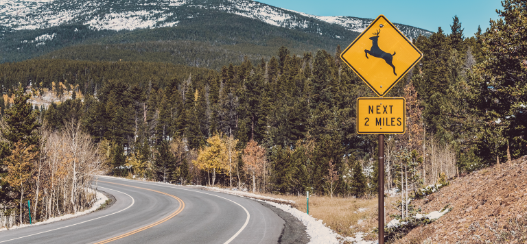 Highway Hazards: How Wildlife is Increasing Danger This Season